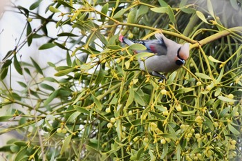 Japanese Waxwing 川崎市 Sat, 2/24/2024