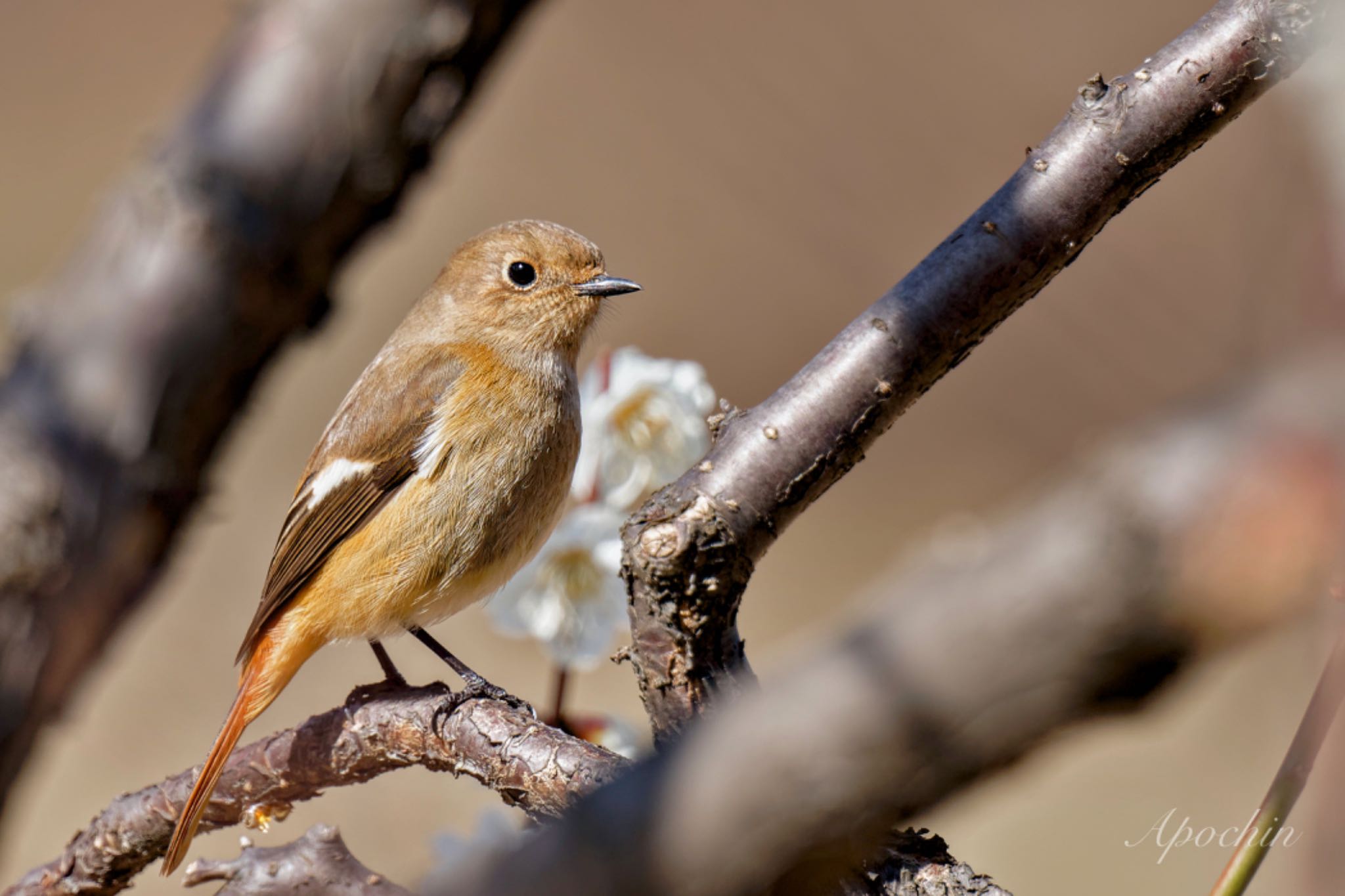 Photo of Daurian Redstart at Showa Kinen Park by アポちん