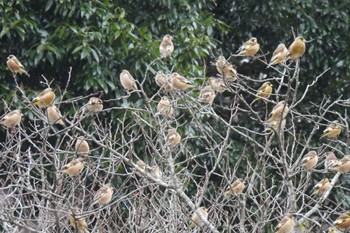 カワラヒワ 狭山湖周辺 2023年2月24日(金)