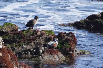 Harlequin Duck 平磯海岸 Mon, 2/12/2024