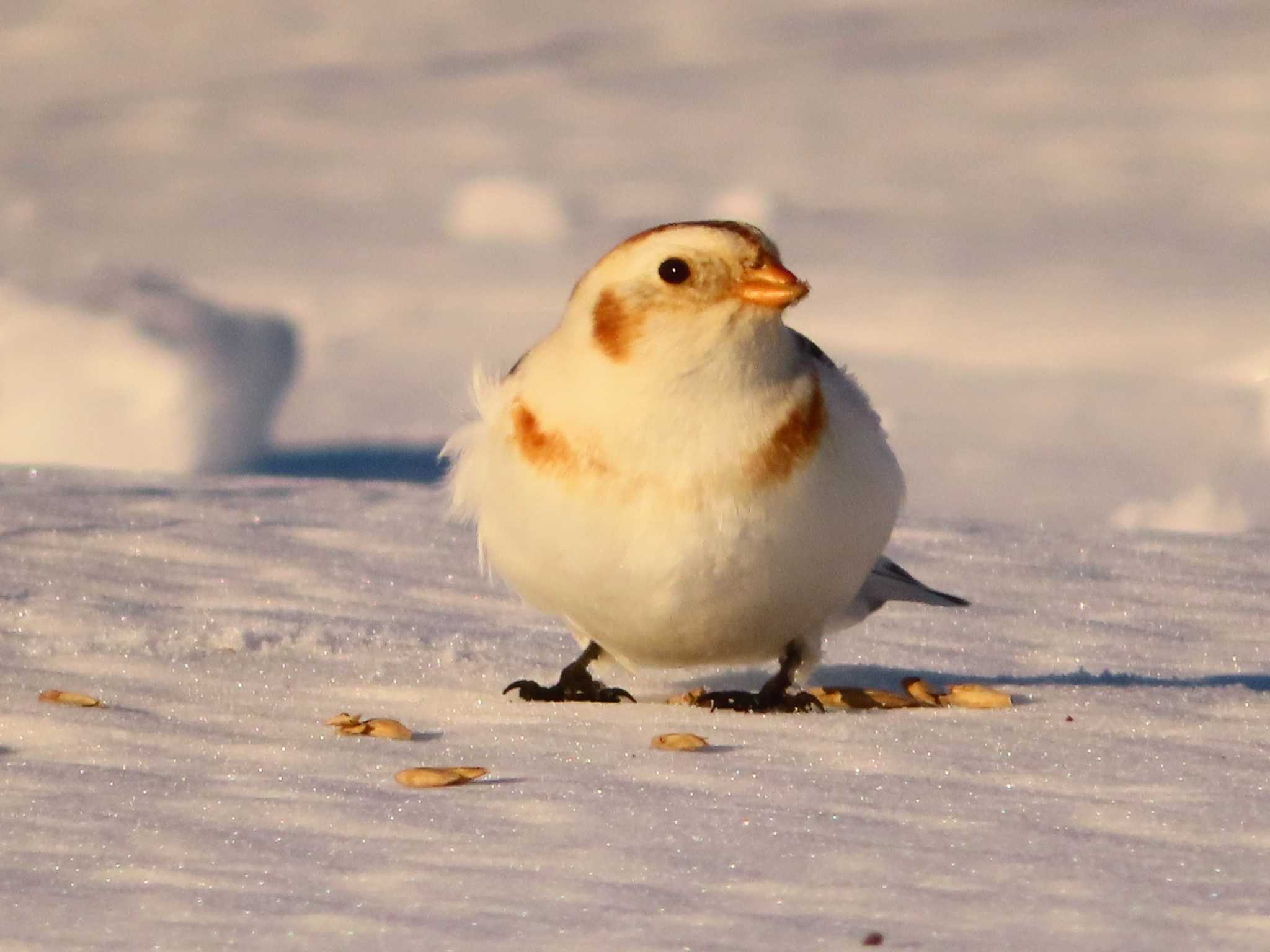 ユキホオジロ