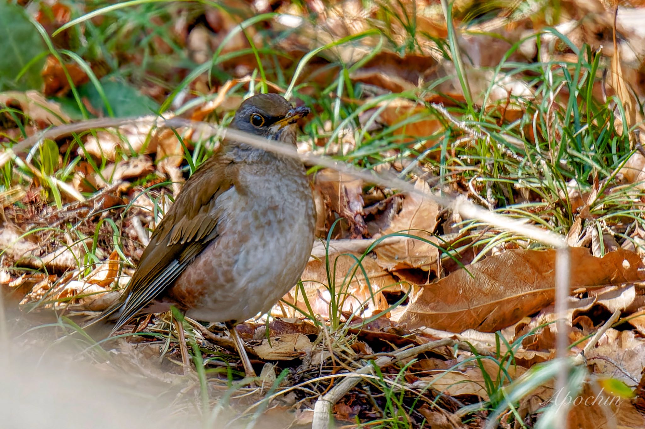 Photo of Pale Thrush at Showa Kinen Park by アポちん