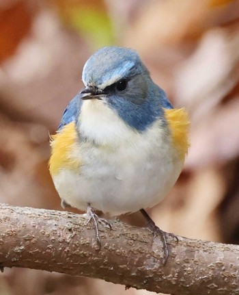 Red-flanked Bluetail 三木総合防災公園 Mon, 2/26/2024