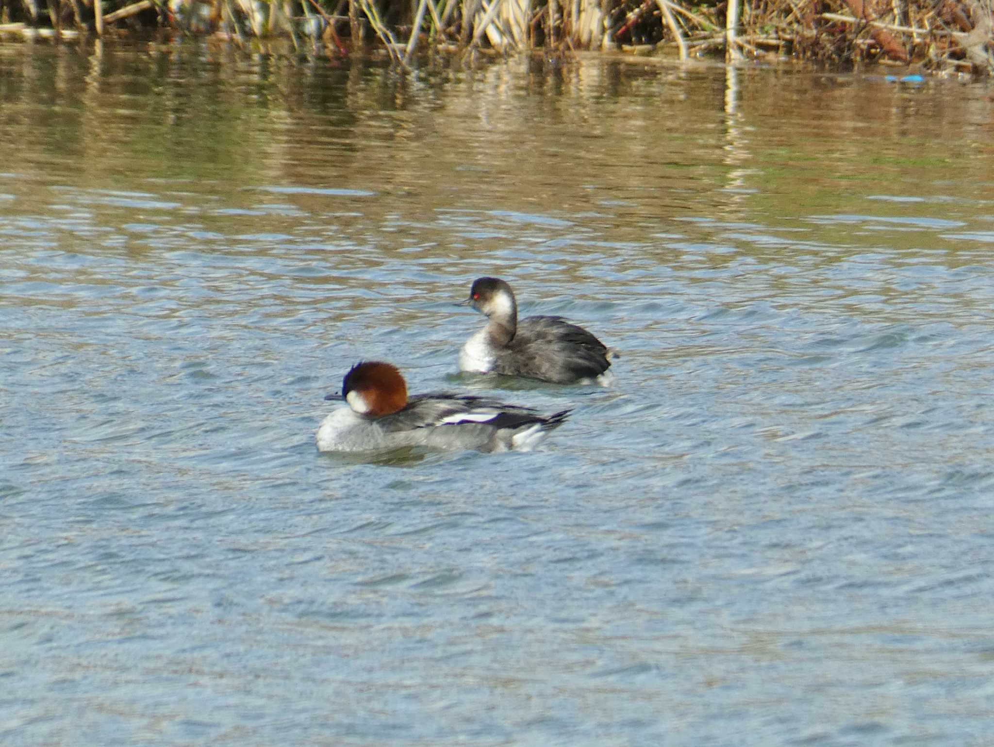 Photo of Black-necked Grebe at 淀川河川公園 by Toshihiro Yamaguchi