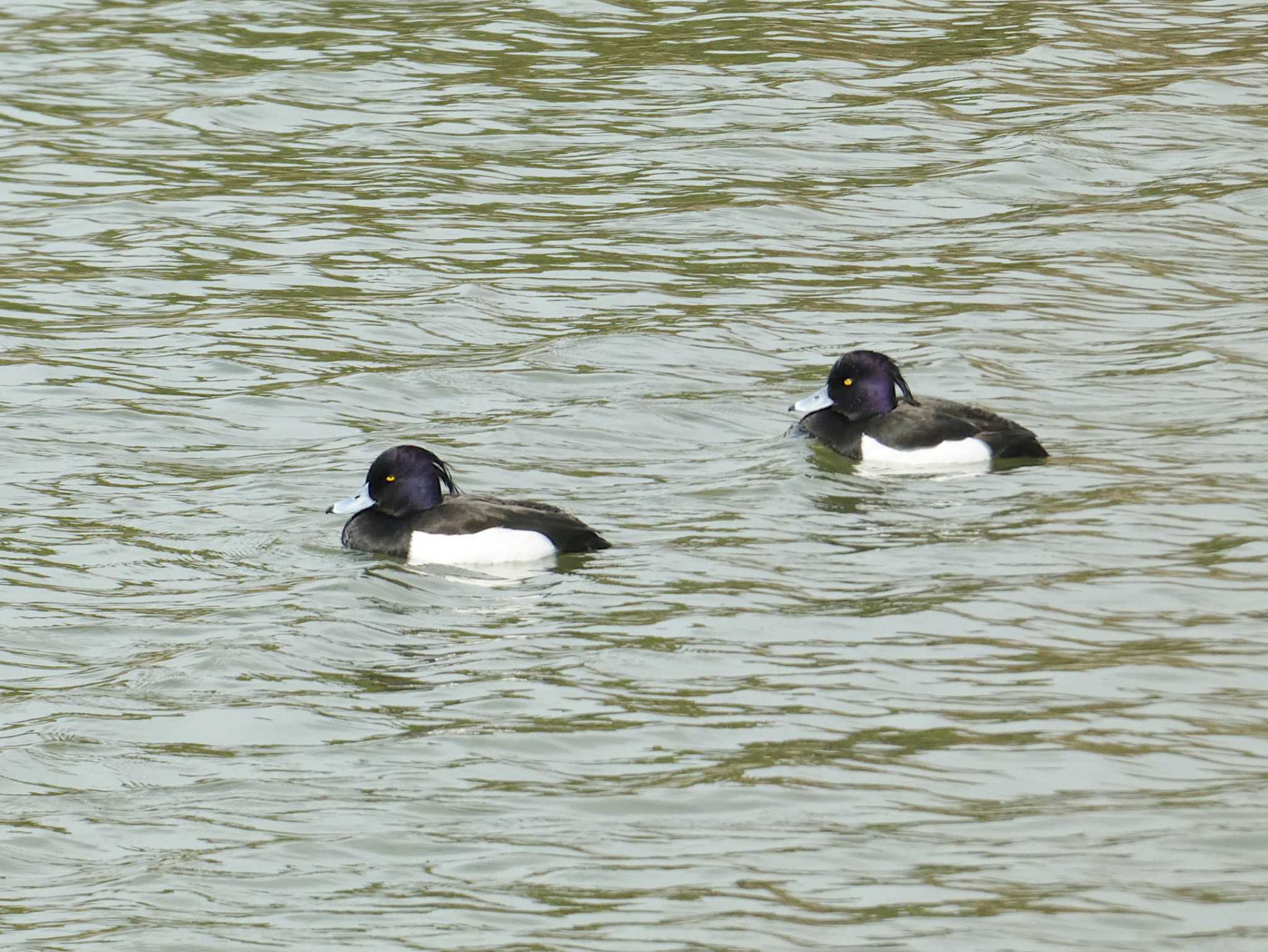 Photo of Tufted Duck at 淀川河川公園 by Toshihiro Yamaguchi