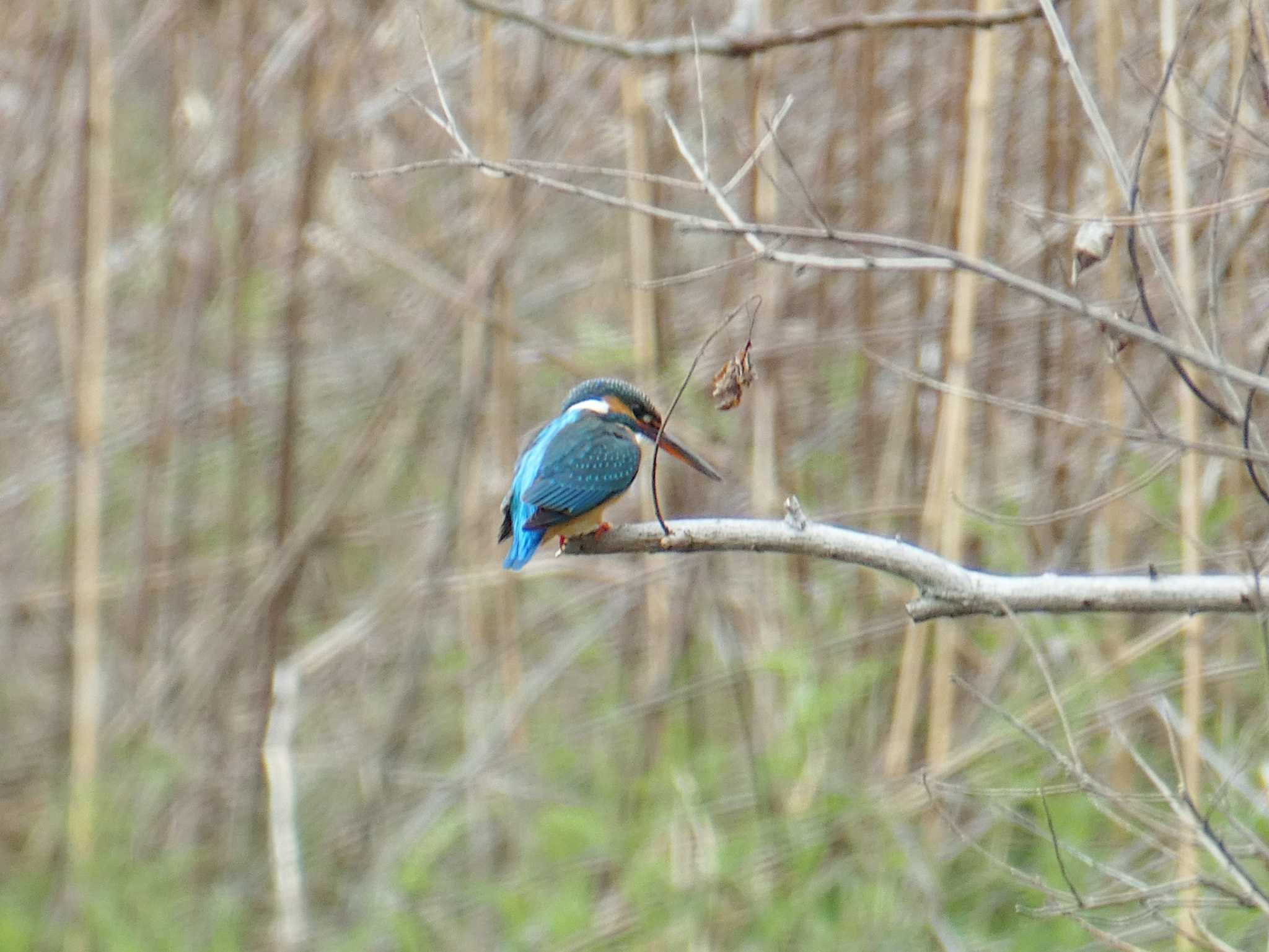 Common Kingfisher