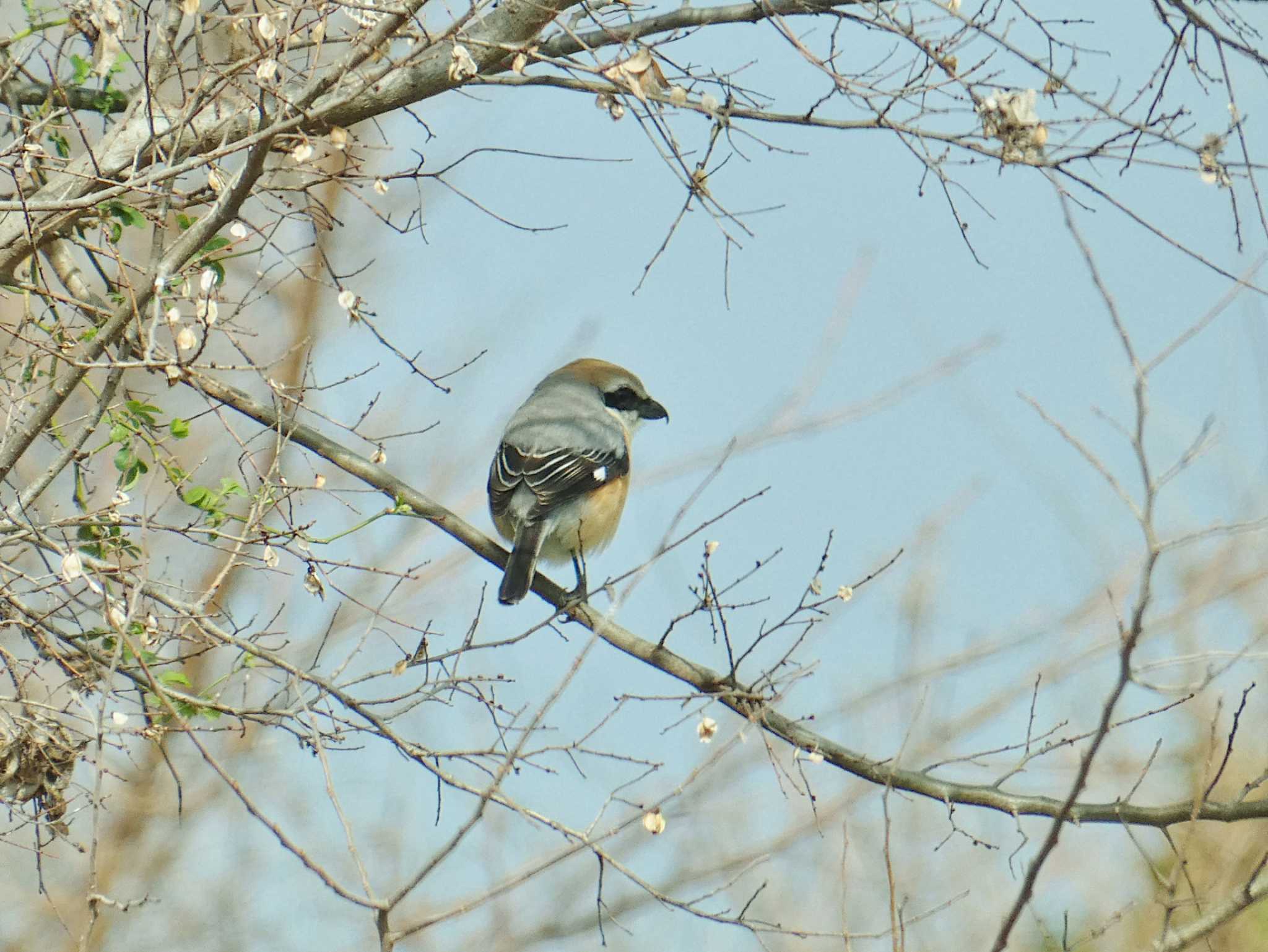 Photo of Bull-headed Shrike at 淀川河川公園 by Toshihiro Yamaguchi