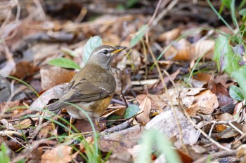 Eyebrowed Thrush 山口県 Sun, 2/25/2024