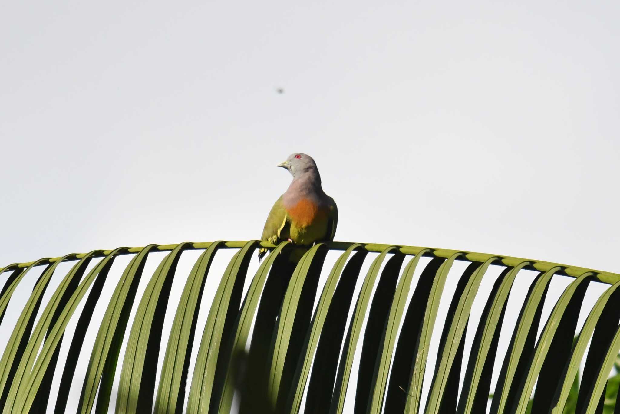 Photo of Pink-necked Green Pigeon at Singapore Botanic Gardens by あひる