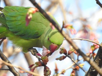 Indian Rose-necked Parakeet Unknown Spots Mon, 2/26/2024