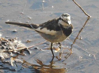 White Wagtail Unknown Spots Mon, 2/26/2024