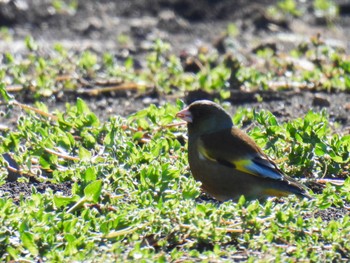 Grey-capped Greenfinch 岐阜市 Tue, 2/27/2024