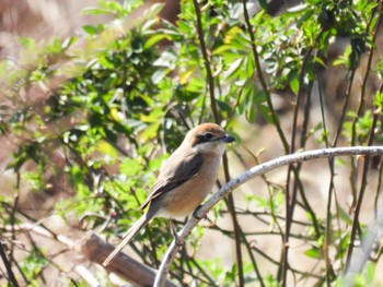 Bull-headed Shrike 岐阜市 Tue, 2/27/2024