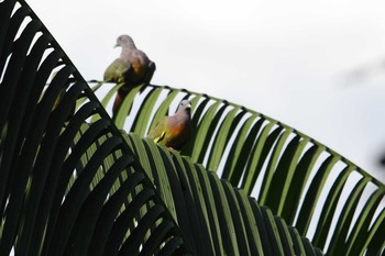 コアオバト シンガポール植物園 2018年11月11日(日)