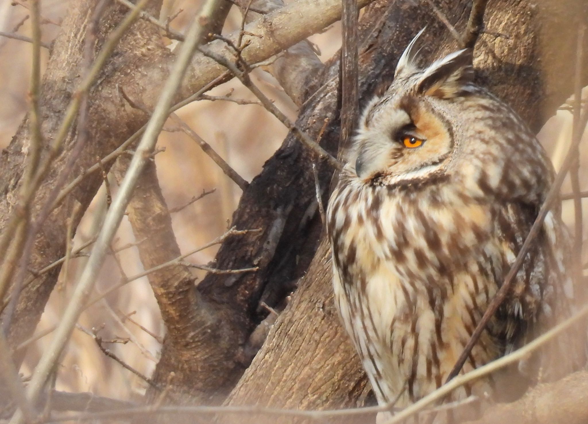 庄内川 トラフズクの写真 by ちか