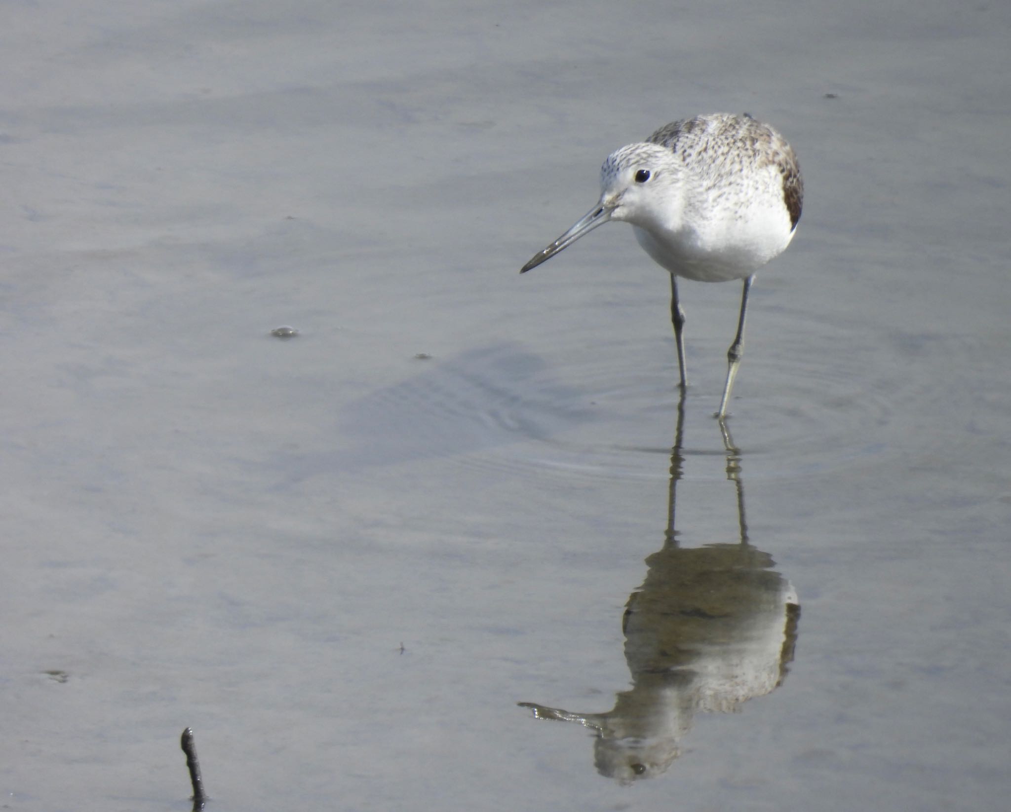 Common Greenshank