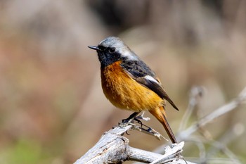 ジョウビタキ 秋ヶ瀬公園(野鳥の森) 2024年2月27日(火)