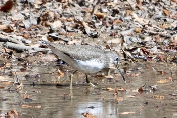 Unknown Species 秋ヶ瀬公園(ピクニックの森) Tue, 2/27/2024