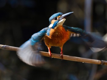 Common Kingfisher 大堀川水辺公園 Sat, 2/10/2024