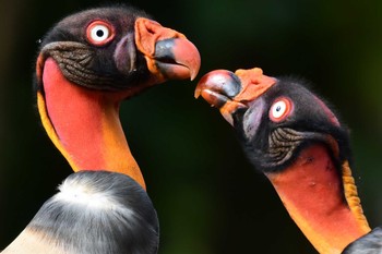 King Vulture コスタリカ Sat, 2/10/2024