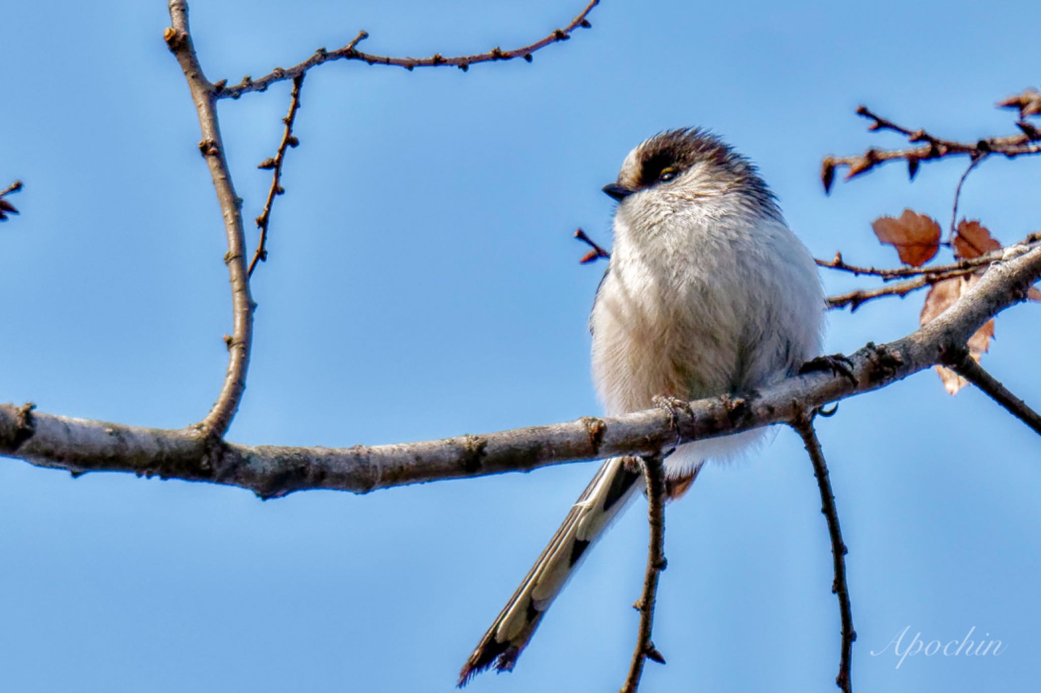 Photo of Long-tailed Tit at Showa Kinen Park by アポちん