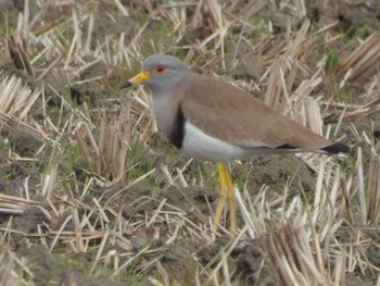 Grey-headed Lapwing 巨椋干拓地 Tue, 2/27/2024