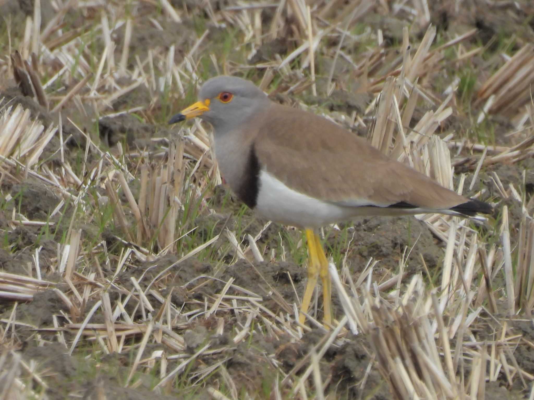 Photo of Grey-headed Lapwing at 巨椋干拓地 by ゆりかもめ