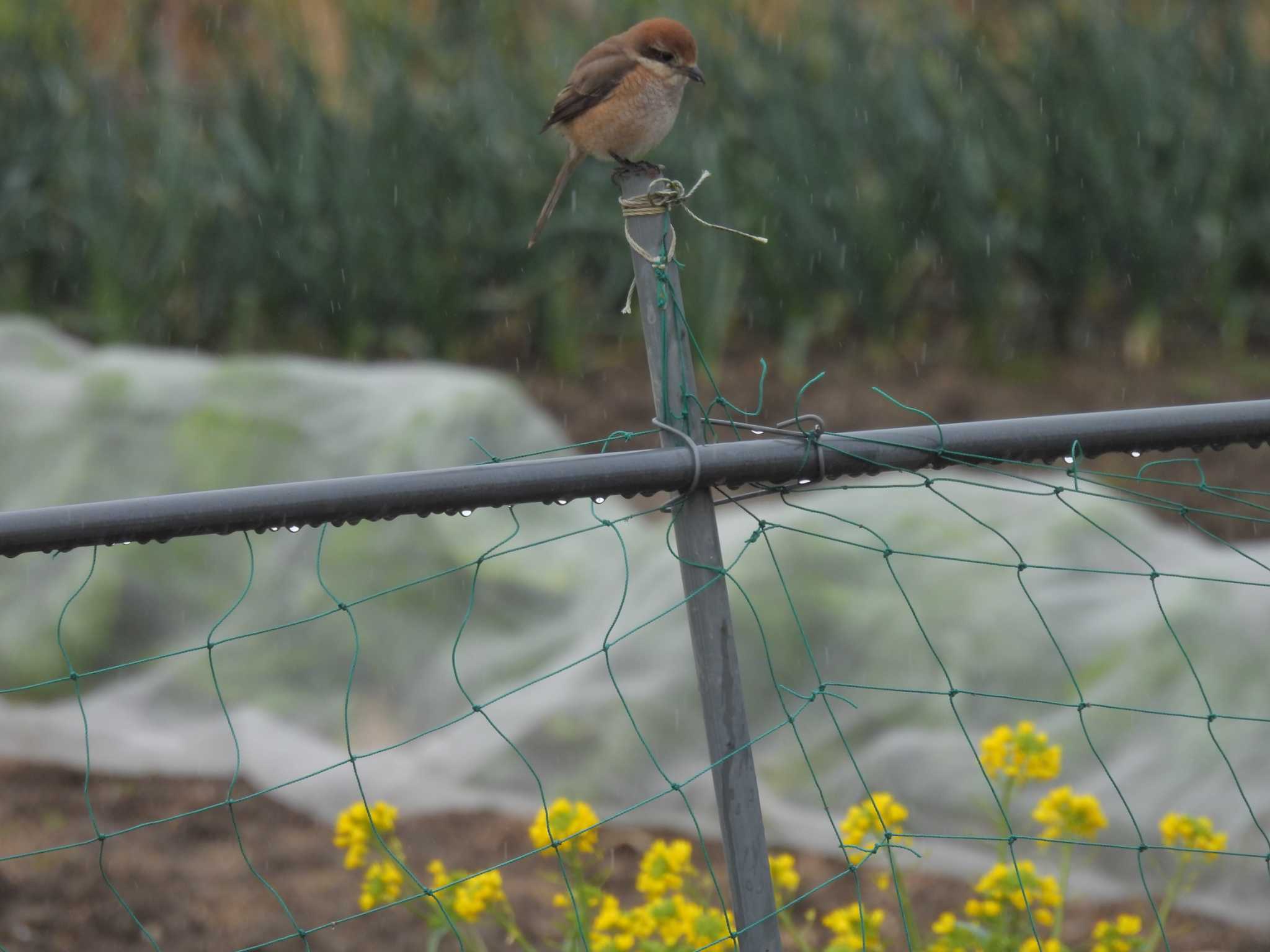 Photo of Bull-headed Shrike at 巨椋干拓地 by ゆりかもめ