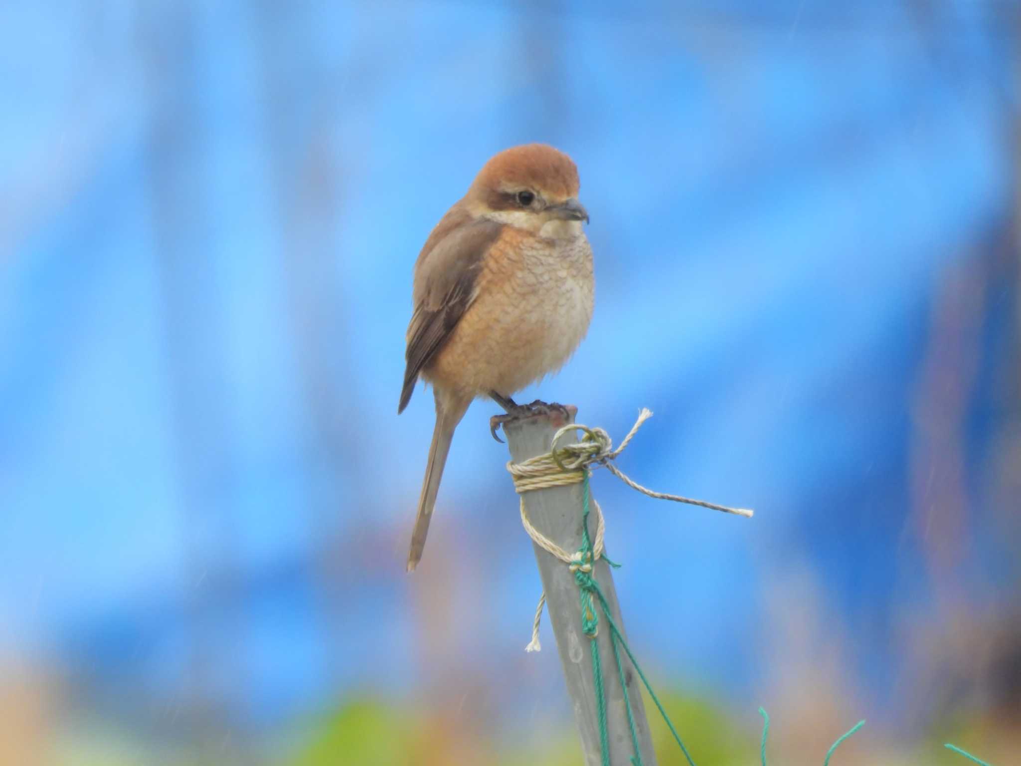 Bull-headed Shrike