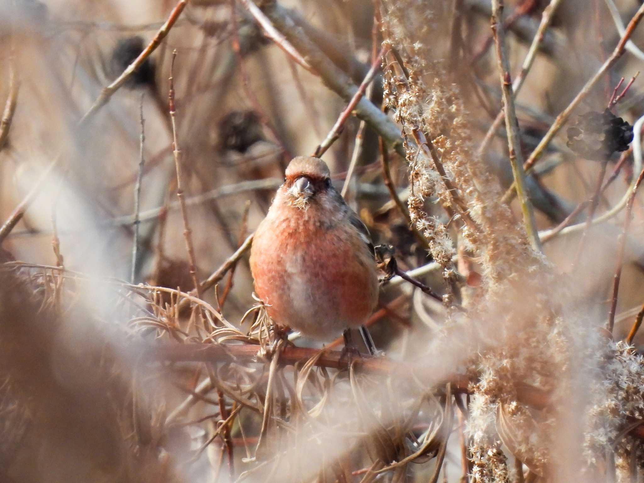  ベニマシコの写真 by Ibis