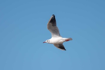 ユリカモメ 魚住海岸 2018年11月24日(土)