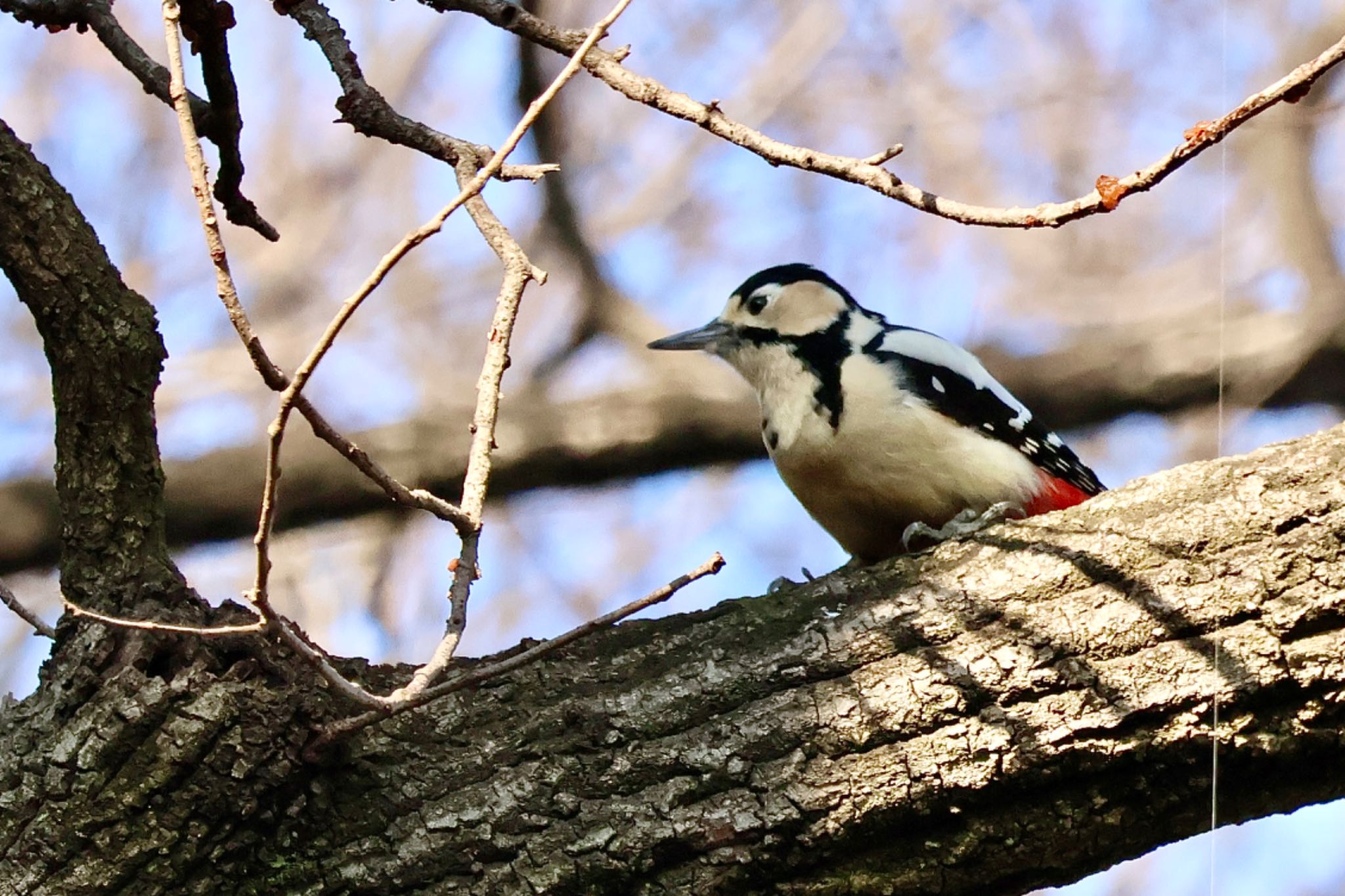 Photo of Great Spotted Woodpecker at 大室公園 by カバ山PE太郎