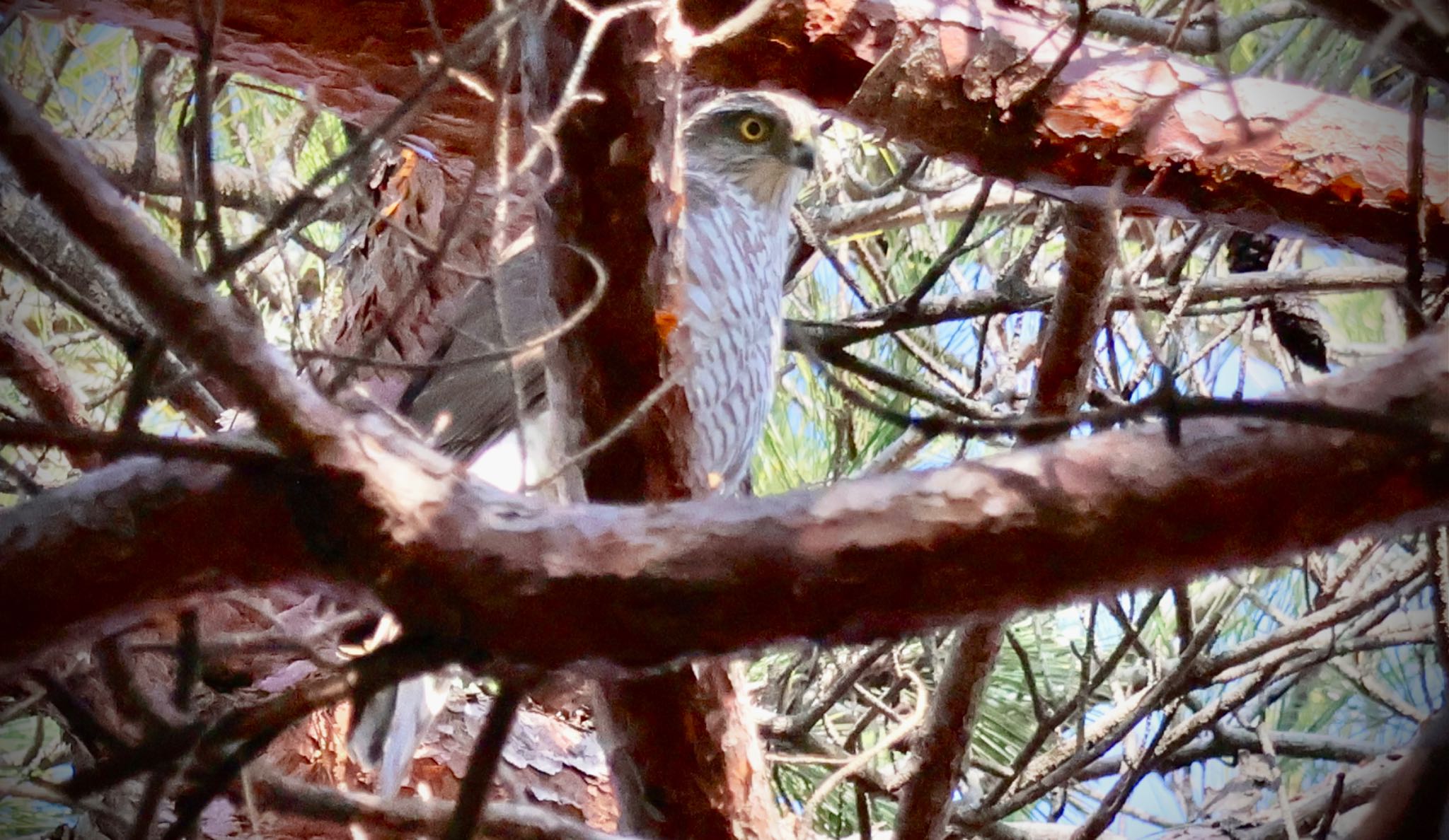 Eurasian Goshawk