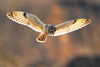 Short-eared Owl 埼玉県 Sat, 2/24/2024