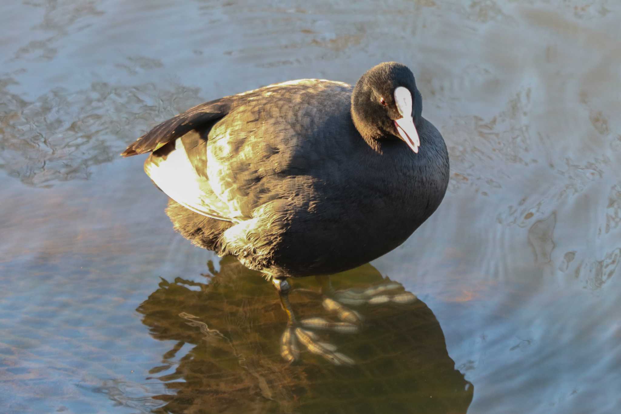 Eurasian Coot