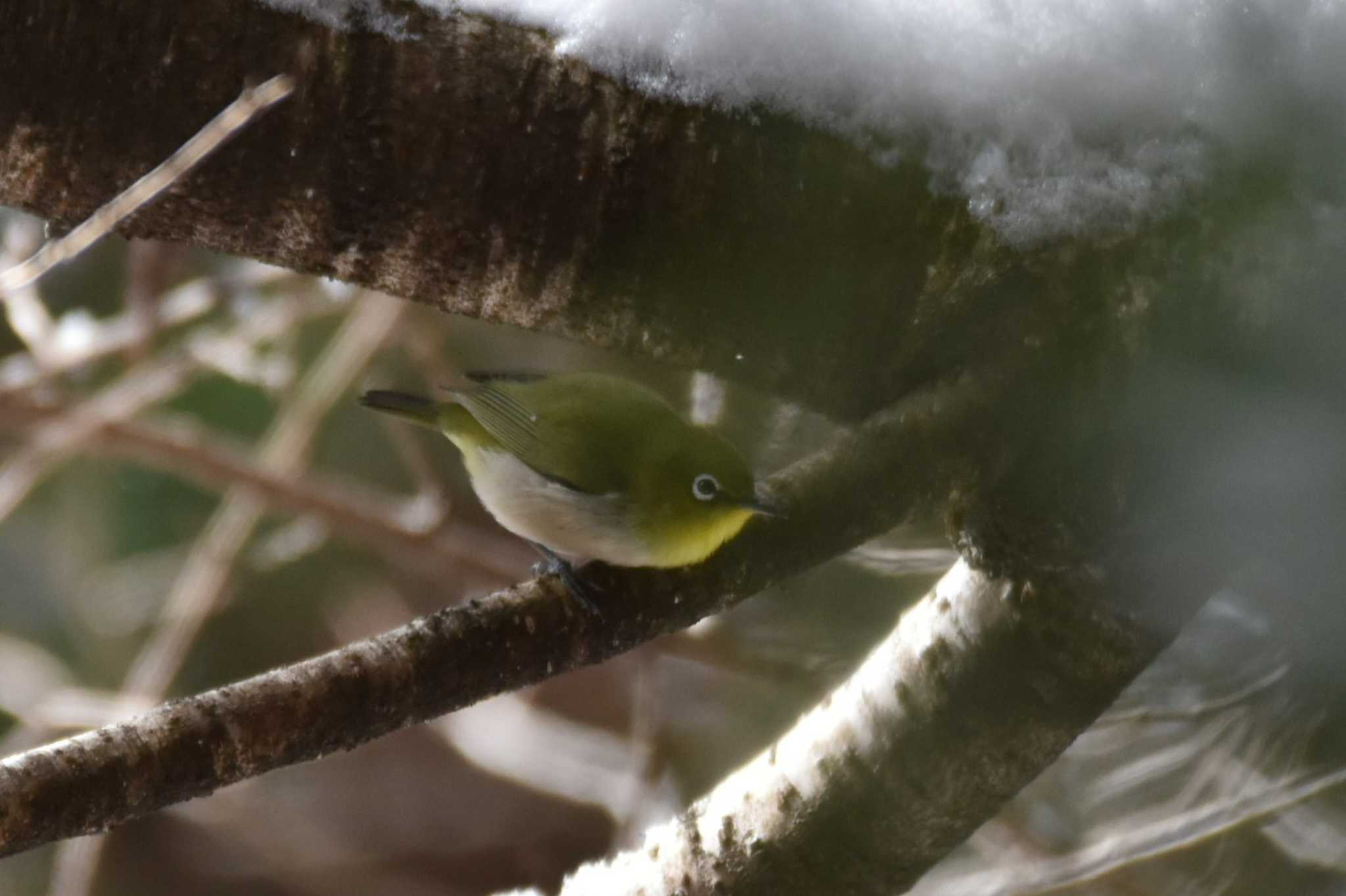 Photo of Warbling White-eye at 仙台市・水の森公園 by おんせんたま５