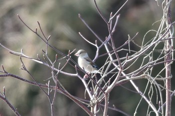 Hawfinch 仙台市・水の森公園 Sat, 2/24/2024