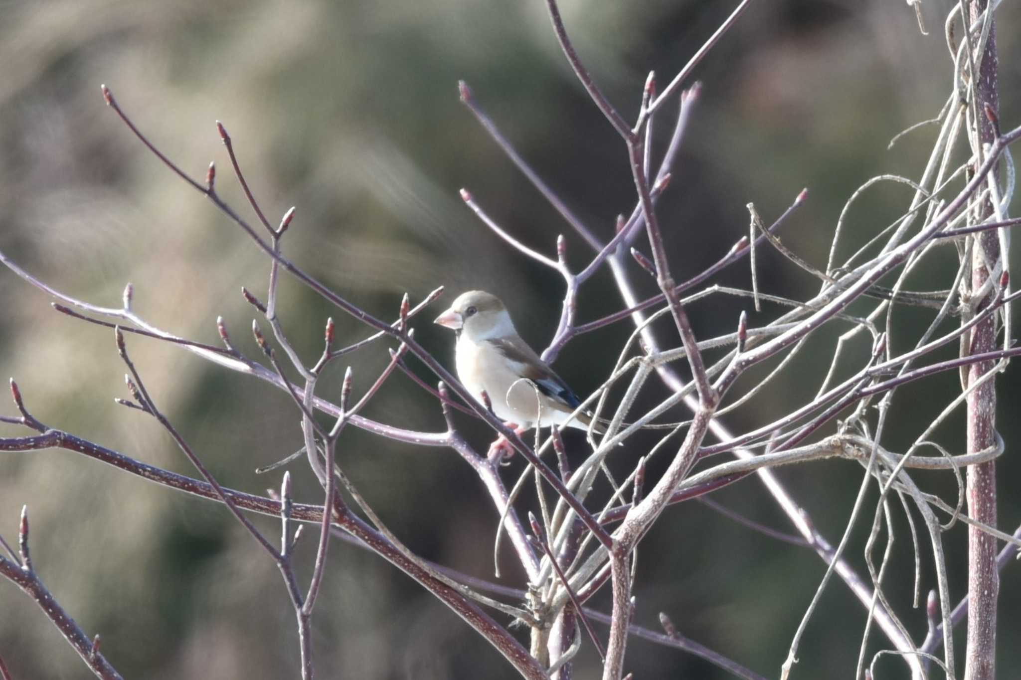 Photo of Hawfinch at 仙台市・水の森公園 by おんせんたま５