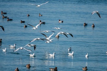 ユリカモメ 魚住海岸 2018年11月24日(土)