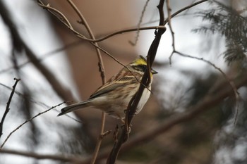 Yellow-throated Bunting 仙台市・水の森公園 Sat, 2/24/2024