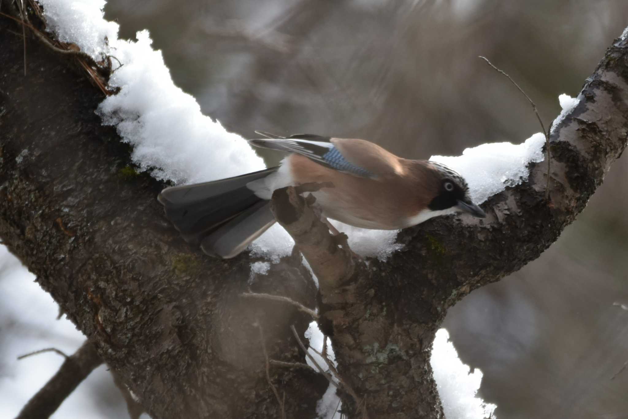 Photo of Eurasian Jay at 仙台市・水の森公園 by おんせんたま５