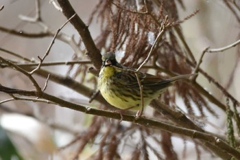 Masked Bunting 仙台市・水の森公園 Sat, 2/24/2024