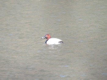 Common Pochard 仙台市・水の森公園 Sat, 2/24/2024