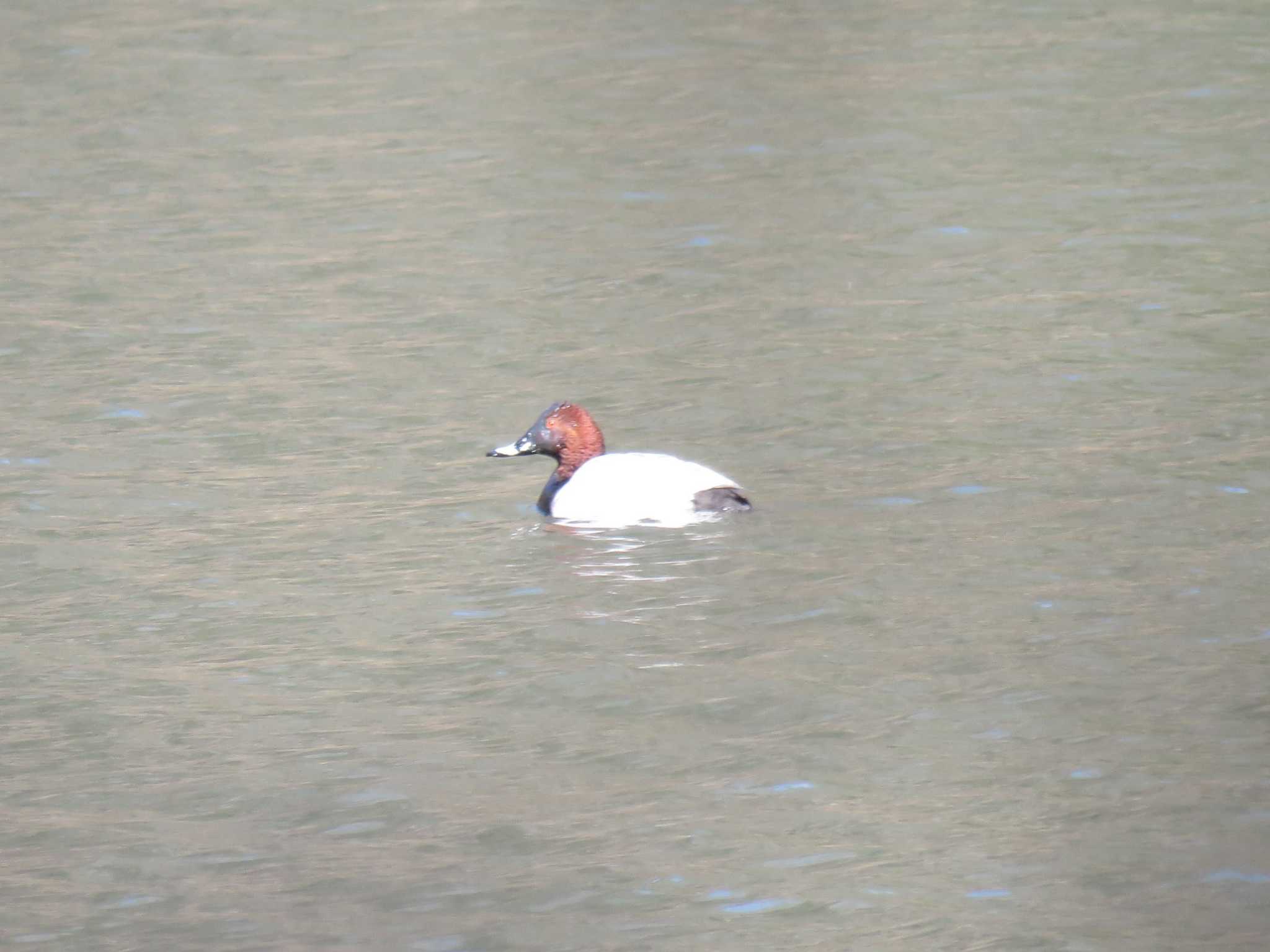 Photo of Common Pochard at 仙台市・水の森公園 by おんせんたま５