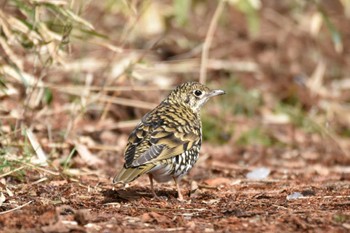 White's Thrush 仙台市・水の森公園 Sat, 2/24/2024