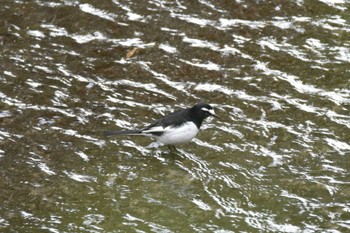 Japanese Wagtail 仙台市・水の森公園 Sat, 2/24/2024