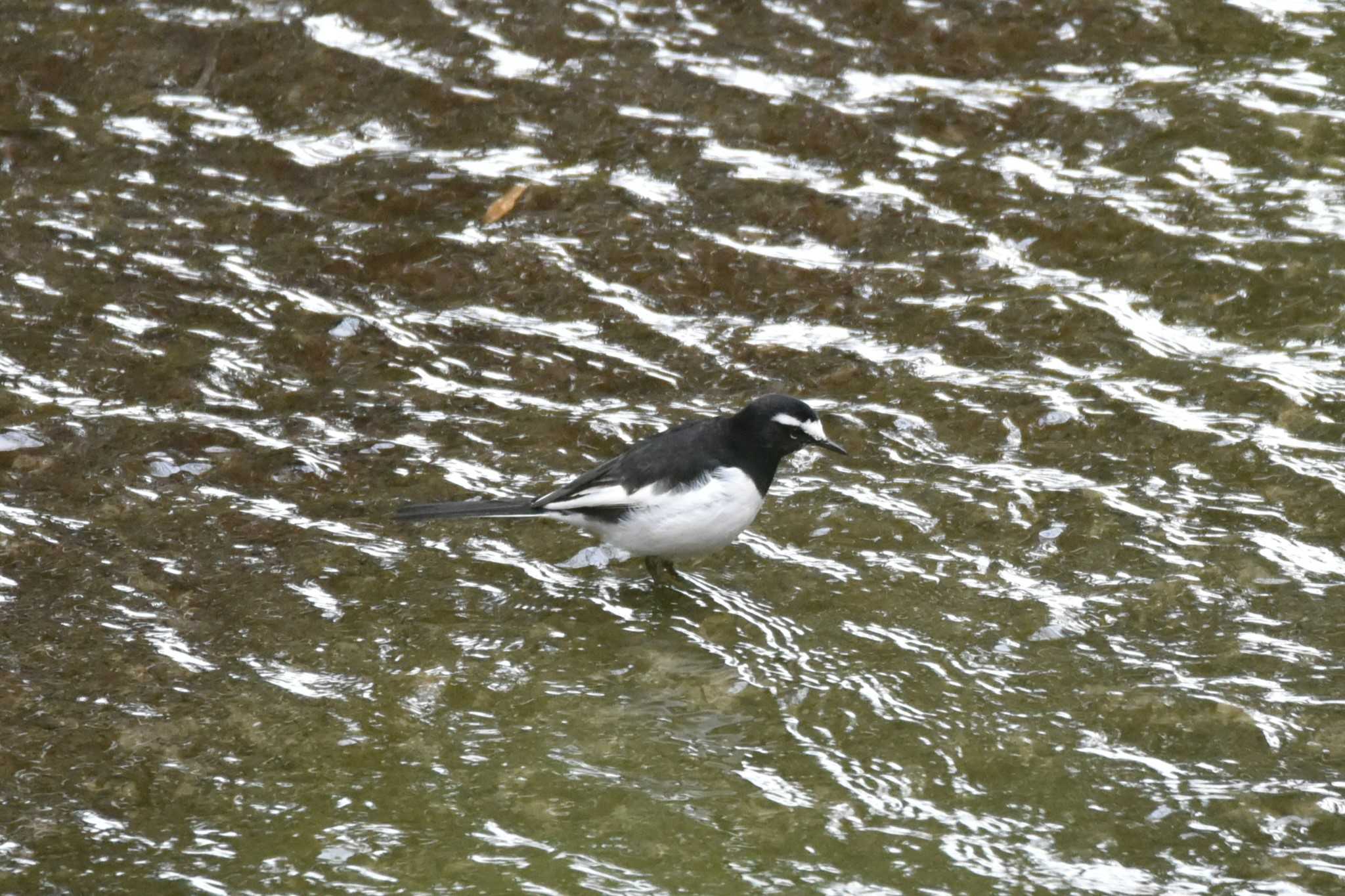 Photo of Japanese Wagtail at 仙台市・水の森公園 by おんせんたま５
