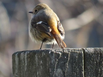 Daurian Redstart 仙台市・水の森公園 Sat, 2/24/2024