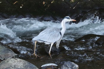 2019年1月4日(金) 湯河原の野鳥観察記録