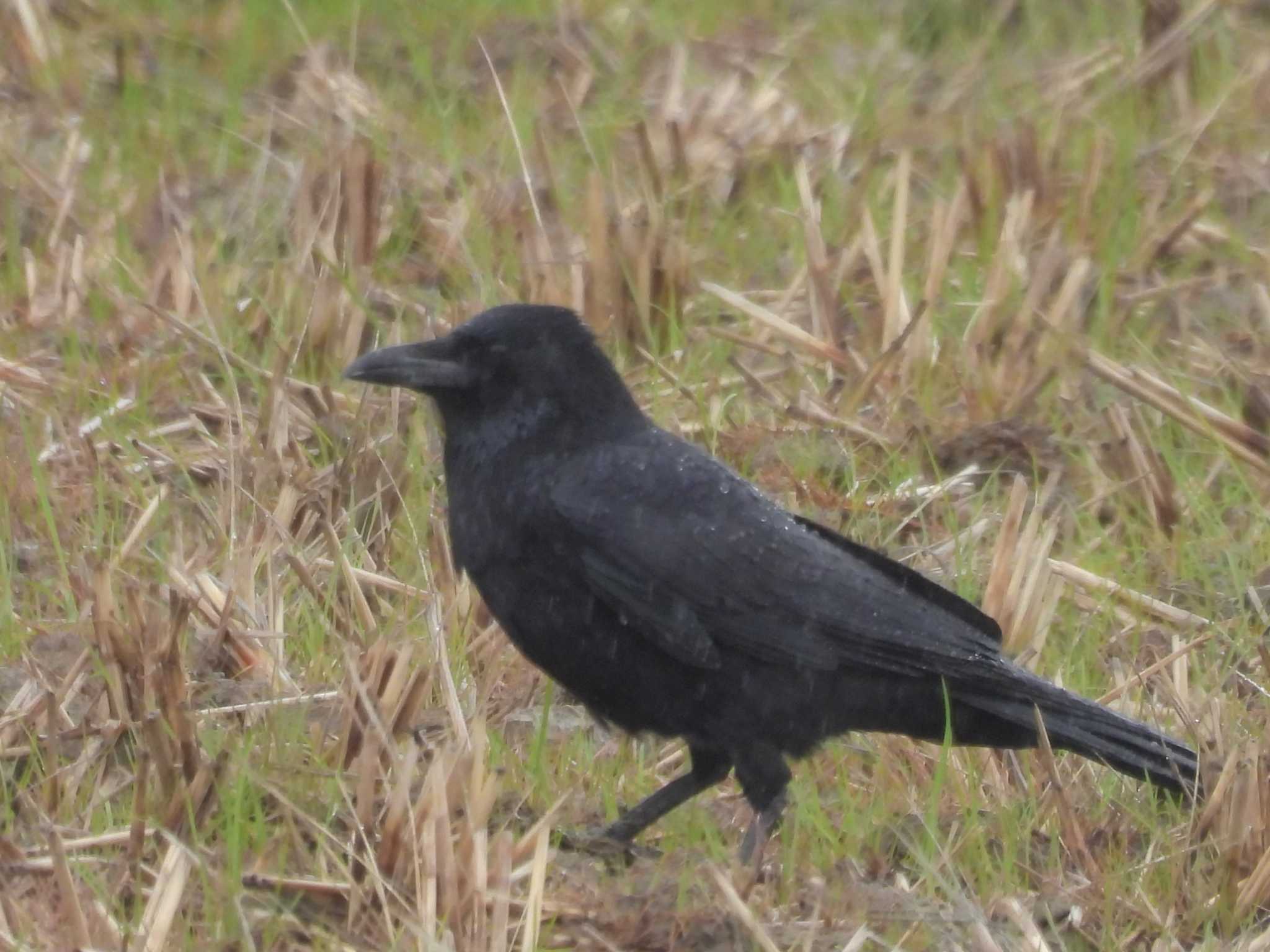 Photo of Carrion Crow at 巨椋干拓地 by ゆりかもめ